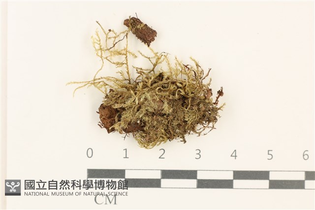 登錄號:B00010982藏品圖，第1張