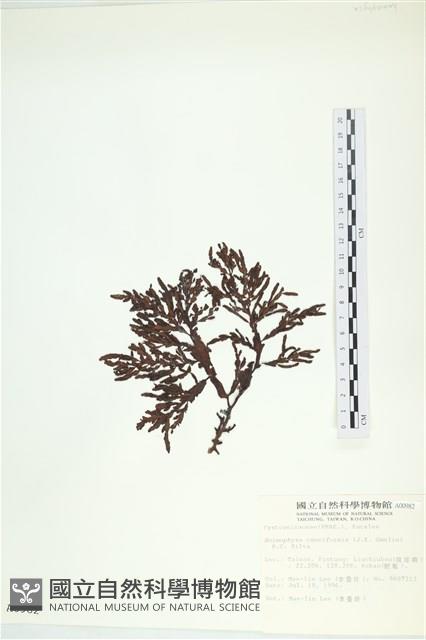 登錄號:A00000982藏品圖，第3張