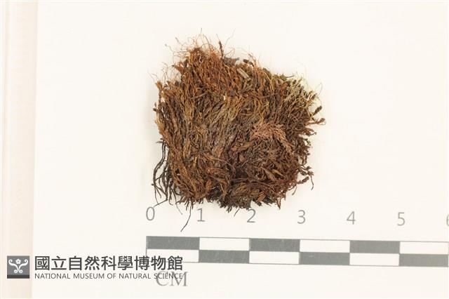 登錄號:B00015882藏品圖，第1張