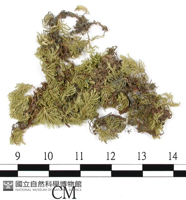 南亞孔雀蘚藏品圖，第1張