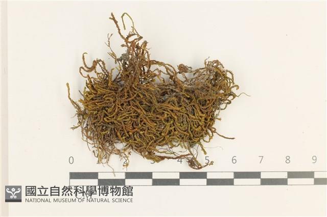 登錄號:B00011882藏品圖，第1張