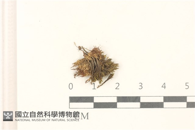 臺灣曲柄蘚藏品圖，第1張