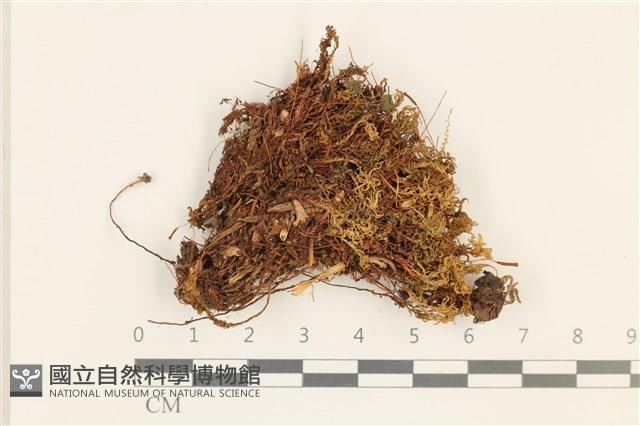 仙鶴蘚藏品圖，第1張