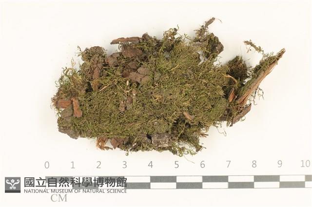 柳葉蘚藏品圖，第1張