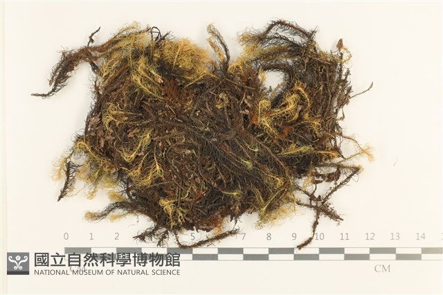 灰羽蘚藏品圖，第1張