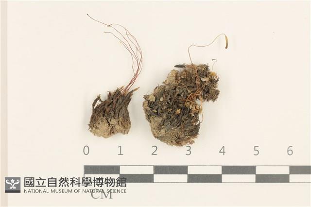 登錄號:B00020038藏品圖，第1張