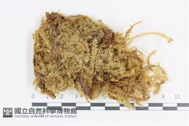 登錄號:B00011938藏品圖，第1張