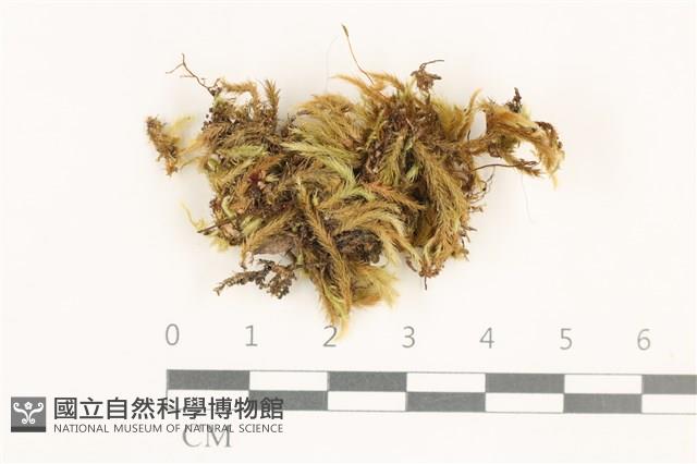 登錄號:B00012838藏品圖，第1張