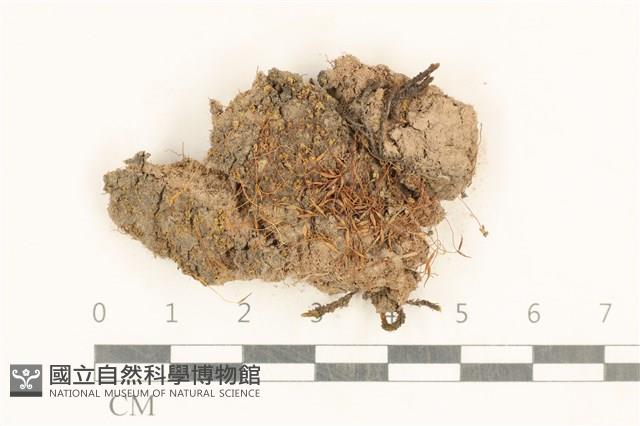 登錄號:B00007838藏品圖，第1張