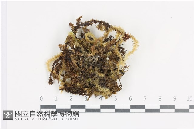 大灰氣蘚藏品圖，第1張