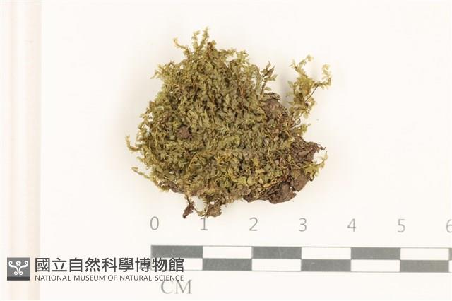 登錄號:B00016958藏品圖，第1張