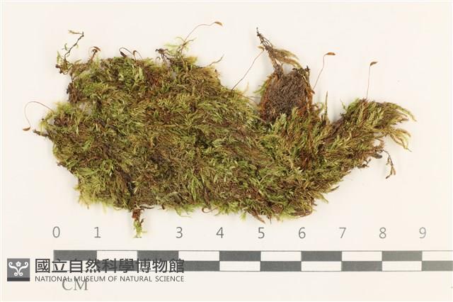 羽枝青蘚藏品圖，第1張