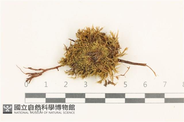 登錄號:B00010958藏品圖，第1張