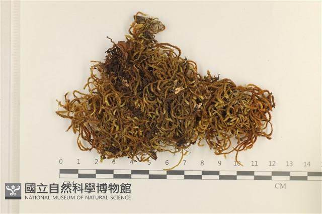 臺灣逆毛蘚藏品圖，第1張
