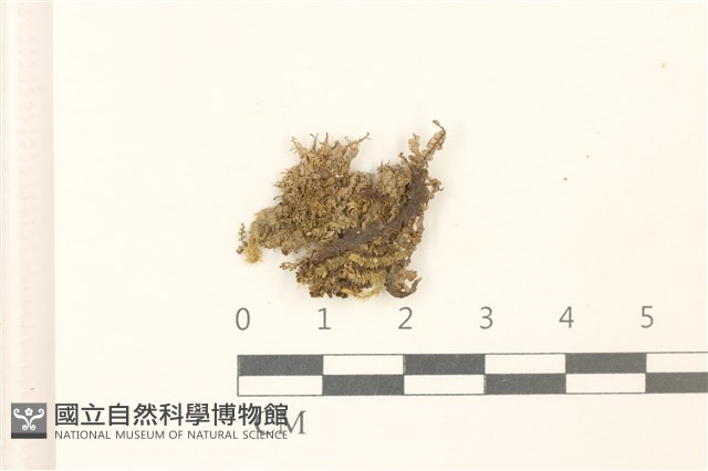 登錄號:B00005858藏品圖，第1張