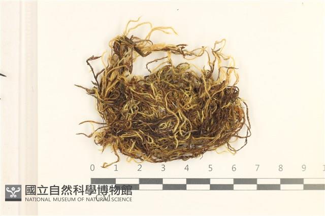 登錄號:B00002928藏品圖，第1張