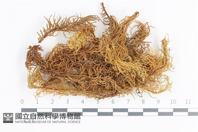 登錄號:B00016928藏品圖，第1張