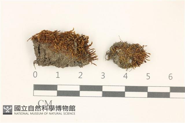 登錄號:B00017928藏品圖，第1張