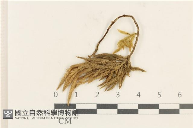 登錄號:B00005928藏品圖，第1張