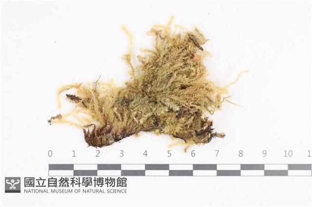 毛扭蘚藏品圖，第1張