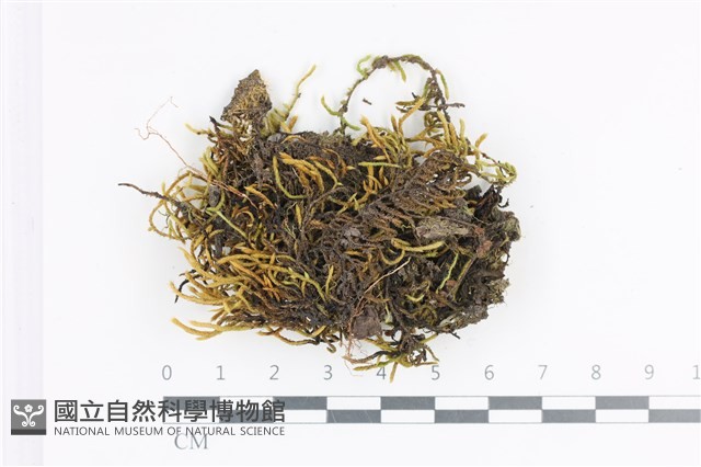 登錄號:B00012828藏品圖，第1張