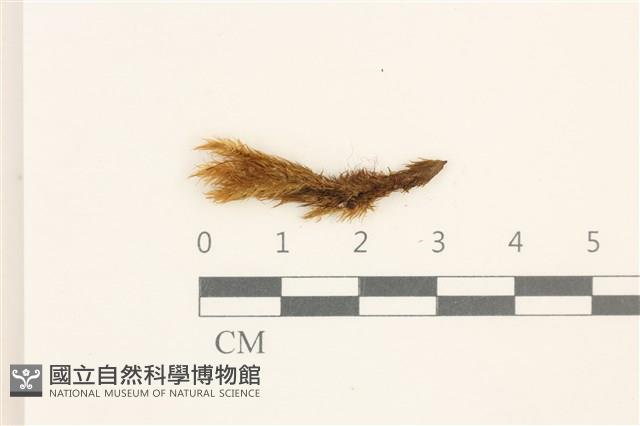 登錄號:B00008828藏品圖，第1張