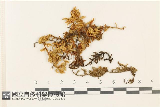 蔓枝蘚藏品圖，第1張