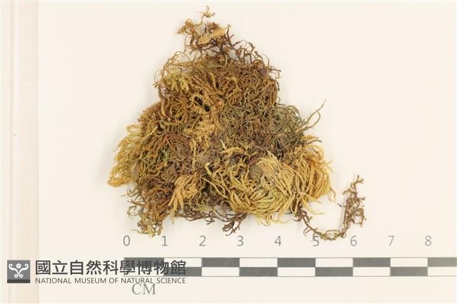 登錄號:B00015828藏品圖，第1張