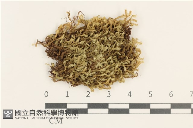 登錄號:B00000828藏品圖，第1張