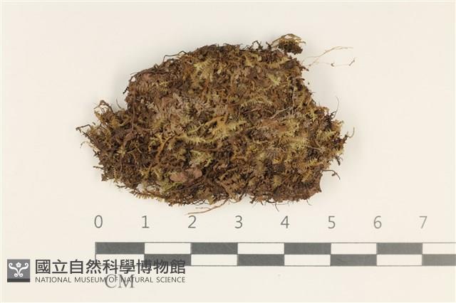 厚角鞭苔藏品圖，第1張