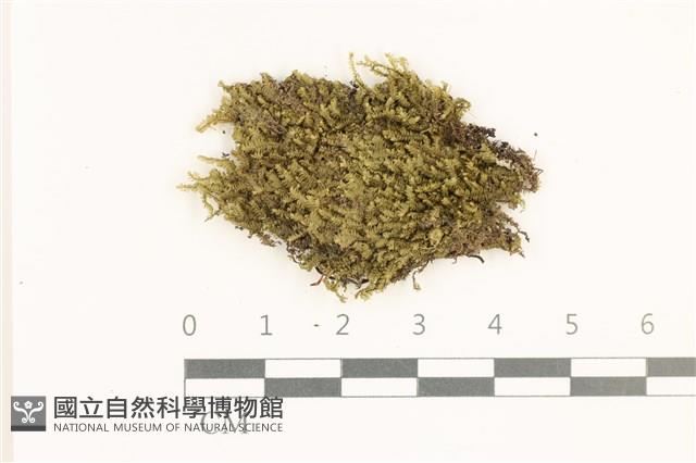 鞭苔,三裂鞭苔藏品圖，第1張