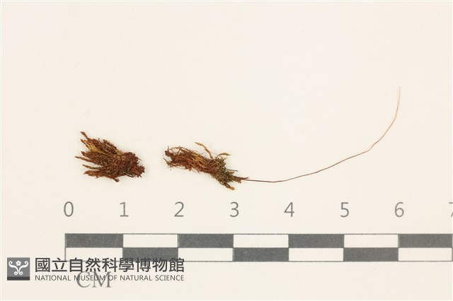 登錄號:B00004978藏品圖，第1張