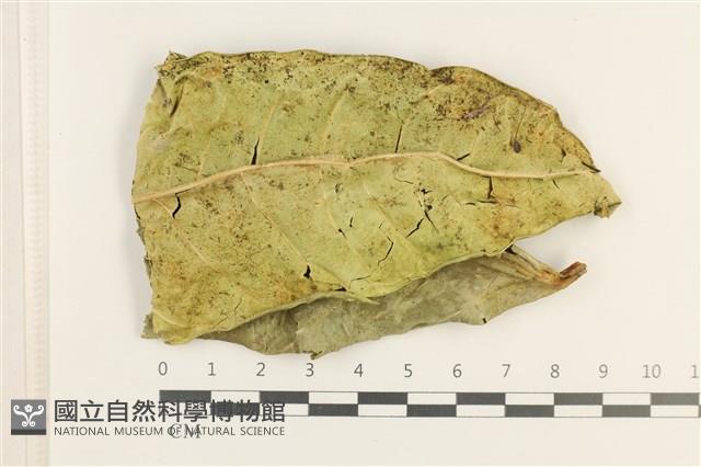 登錄號:B00000978藏品圖，第1張