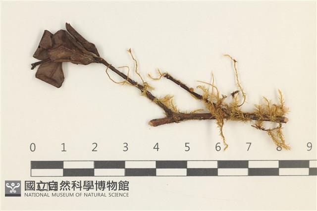 鞭枝懸蘚藏品圖，第1張
