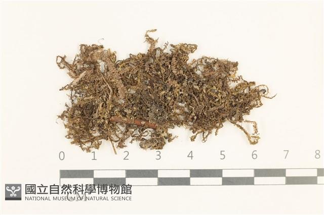白鞭苔藏品圖，第1張