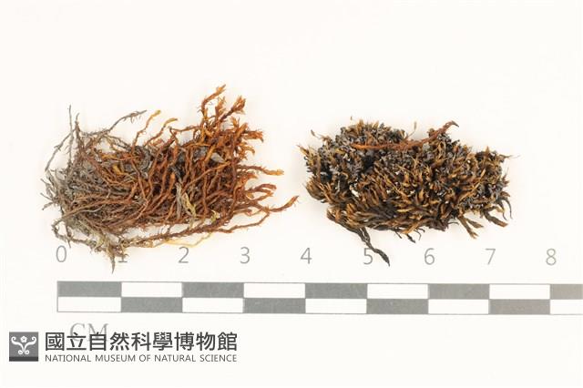 登錄號:B00014878藏品圖，第1張