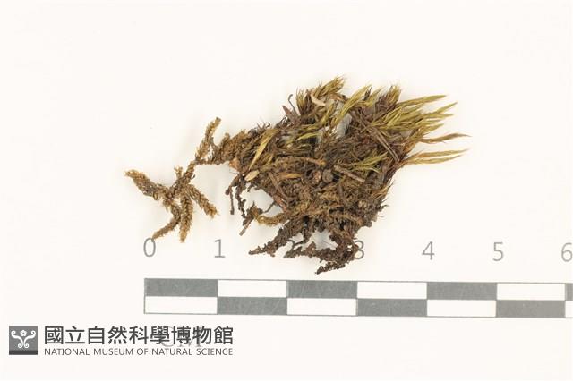 登錄號:B00015878藏品圖，第1張