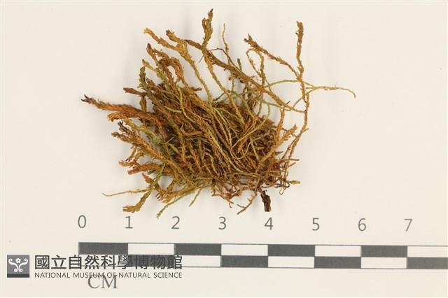 登錄號:B00011878藏品圖，第1張