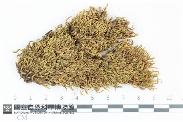 登錄號:B00000878藏品圖，第1張