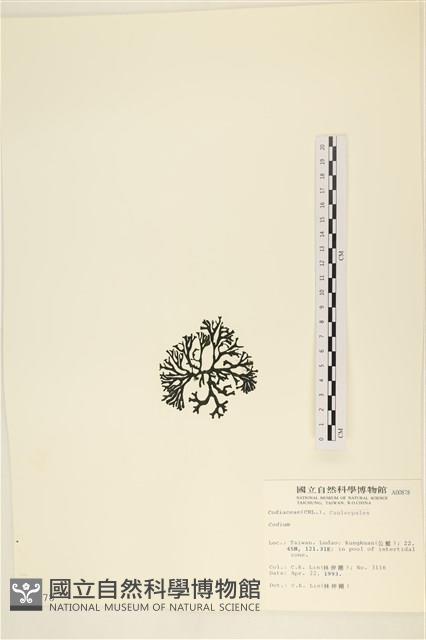 登錄號:A00000878藏品圖，第3張