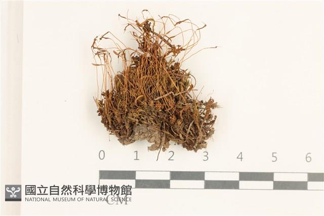 仙鶴蘚藏品圖，第1張