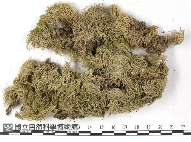 登錄號:B00003878藏品圖，第1張
