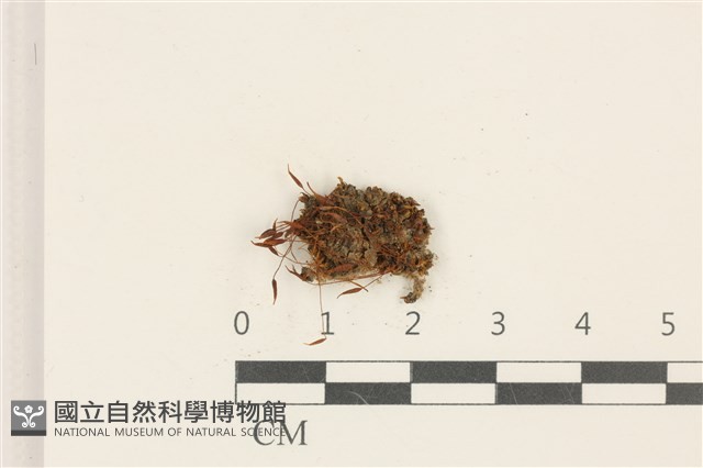 斜葉蘆薈蘚藏品圖，第1張