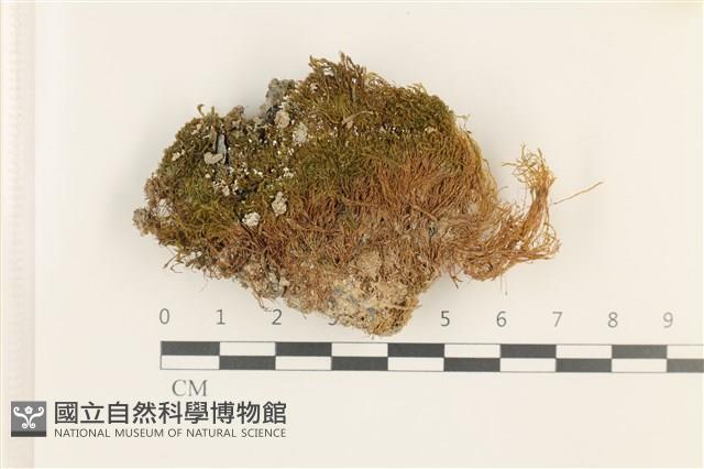 狹葉扭口蘚藏品圖，第1張