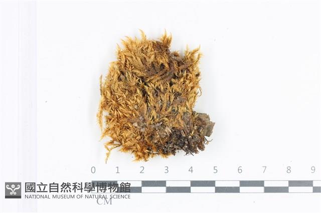 登錄號:B00011918藏品圖，第1張