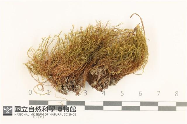 登錄號:B00003918藏品圖，第1張