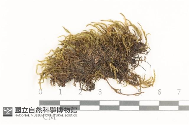 登錄號:B00008818藏品圖，第1張