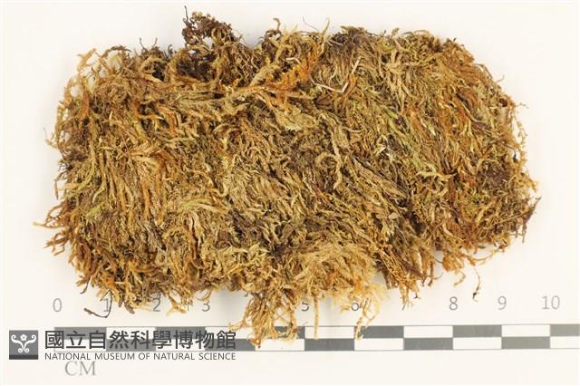 卵葉青蘚藏品圖，第1張