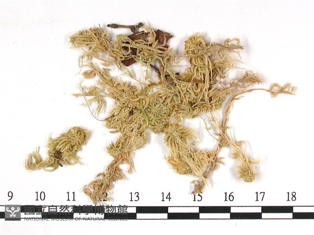 狹葉泥炭蘚藏品圖，第1張