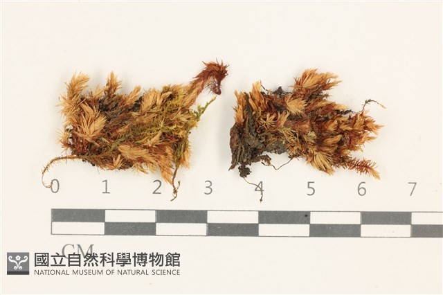 登錄號:B00003098藏品圖，第1張